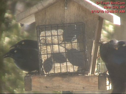 O-Town Media BirdCam offline till Winter 2010