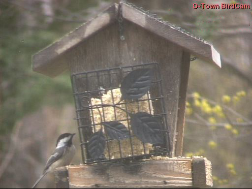 O-Town Media BirdCam offline