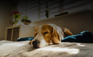 Misty, the beagle